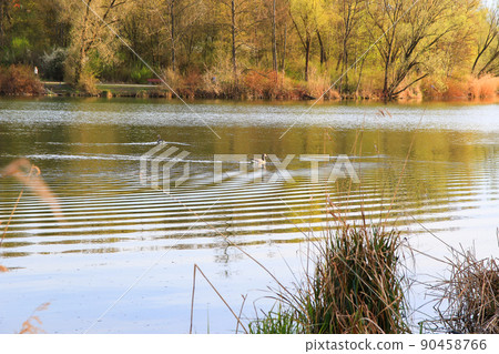 wild geese  on the lake near Danube river in Germany 90458766