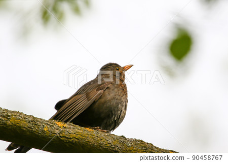 a common blackbird (Turdus merula) sitting on a tree branch 90458767