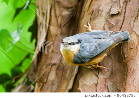 The Eurasian nuthatch or wood nuthatch (Sitta europaea) is a small passerine bird with blue back and orange lower part of body and a white head with black mask 90458785