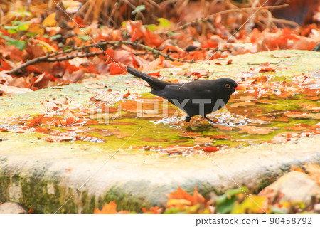 Common Blackbird (Turdus merula) is having a bath in a public pool in the park 90458792