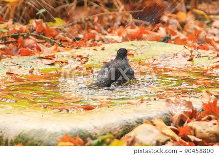 Common Blackbird (Turdus merula) is having a bath in a public pool in the park Common Blackbird (Turdus merula) is having a bath in a public pool in the park 90458800