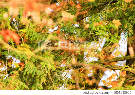 Garrulus glandarius. Bird in autumn colors. The wild nature of the Germany. Beautiful and colorful autumn. 90458805