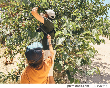 Tourists dad father man and his child son school kid boy reap crop harvest a mulberry berry from a tree, while taking a stroll outside 90458934