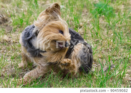 Yorkshire terrier puppy itches in the low spring grass next to the flowers. Funny little Yorkie puppy in golden hour photo. Yorkshire terrier puppy itches in the low spring grass next to the flowers. Funny little Yorkie puppy in golden hour photo. 90459082