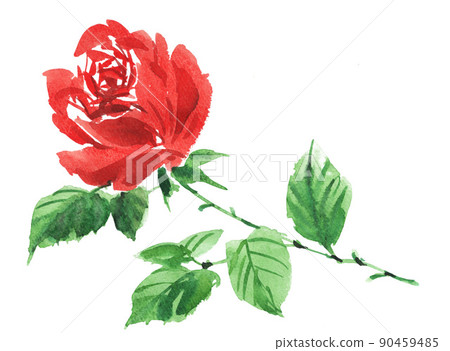 illustration, rose, watercolour 90459485