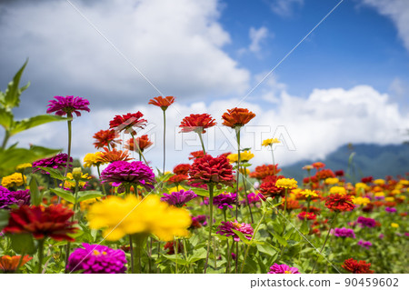 Blue sky and flower garden Blue sky and flower garden 90459602