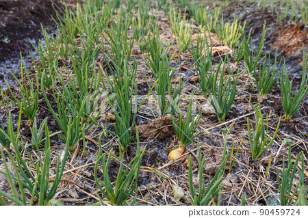 young green onions growing on garden bed. Growing vegetables for a healthy diet. young green onions growing on garden bed. Growing vegetables for a healthy diet. 90459724