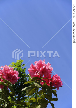 Red rhododendron flowers that shine in the blue sky on a spring day Red rhododendron flowers that shine in the blue sky on a spring day 90459725