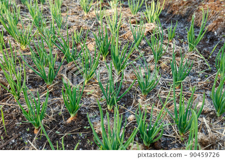 young green onions growing on garden bed. Growing vegetables for a healthy diet. young green onions growing on garden bed. Growing vegetables for a healthy diet. 90459726