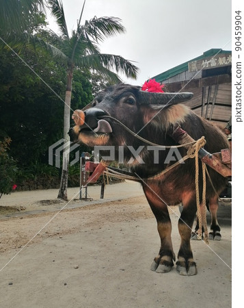 Buffalo of Taketomijima Buffalo of Taketomijima 90459904