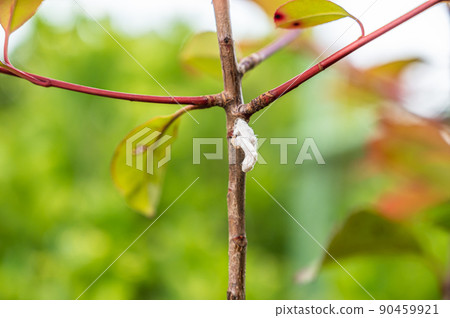 Takahasia japonica Takahasia japonica 90459921