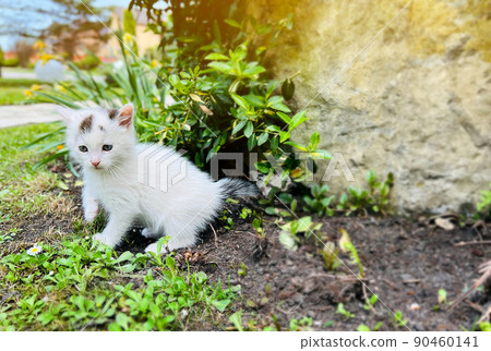 Little cute white kitten outdoor. Playful pet. Selective focus 90460141