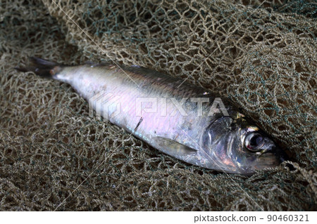 Herring on net 90460321