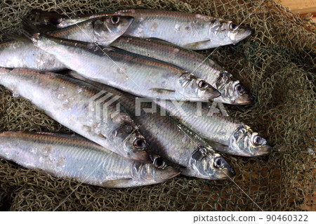 Herring on net 90460322