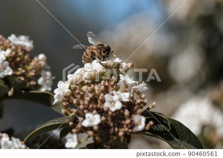 Bee pollinating flowers in summer, Pampas Argentina 90460561