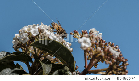 Bee pollinating flowers in summer, Pampas Argentina 90460574