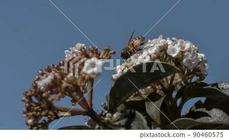 Bee pollinating flowers in summer, Pampas Argentina 90460575
