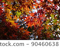 落日的秋葉 90460638