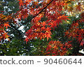 落日的秋葉 4 90460644