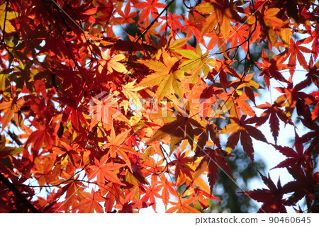 落日的秋葉 5 90460645