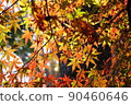 落日的秋葉 6 90460646
