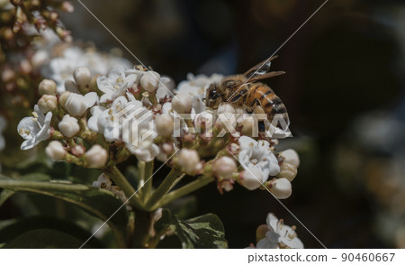Bee pollinating flowers, Patagonia, Argentina 90460667