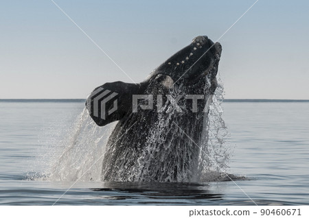 Southern right whale,jumping behavior, Puerto Madryn, 90460671