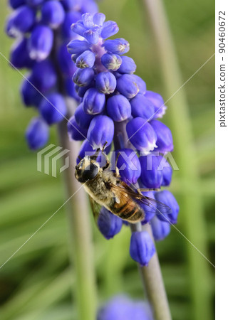 Bee pollinating flowers, Patagonia, Argentina 90460672