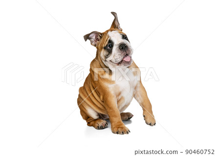 Cute purebred dog, bulldog posing isolated on white studio background. Concept of animal, breed, vet, health and care Cute purebred dog, bulldog posing isolated on white studio background. Concept of animal, breed, vet, health and care 90460752