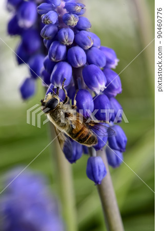 Bee pollinating flowers, Patagonia, Argentina 90460776