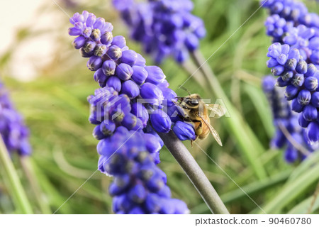 Bee pollinating flowers, Patagonia, Argentina 90460780