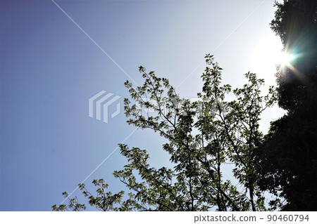 野生烏鴉 野生烏鴉 90460794