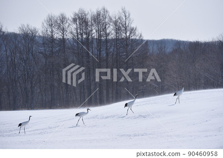 一群日本鶴聚集在飼養場（北海道鶴居） 90460958