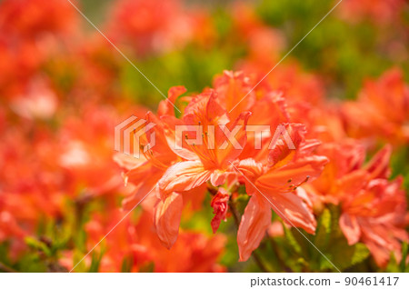 Brightly blooming renge azalea 90461417