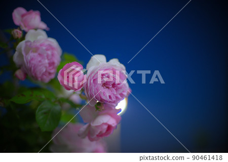 Rose at night Rose blooming in the night sky Rose at night Rose blooming in the night sky 90461418