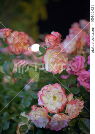 Night roses, large flowers Night roses, large flowers 90461425