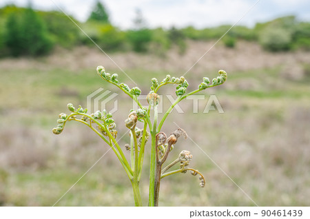 Warabi Takabotchi 高原 90461439
