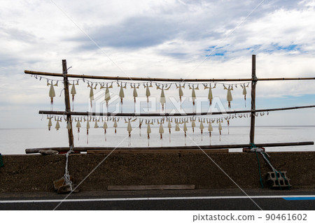 隔夜幹魷魚沿海岸曬乾 隔夜幹魷魚沿海岸曬乾 90461602