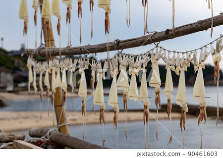 隔夜幹魷魚沿海岸曬乾 90461603