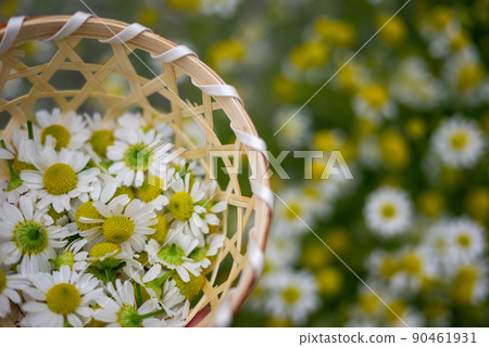 German chamomile flowers picked in a basket 90461931