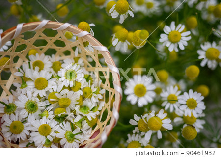 German chamomile flowers picked in a basket 90461932