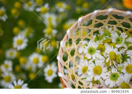 German chamomile flowers picked in a basket 90461934