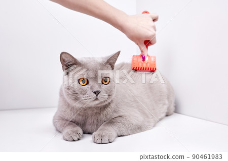 The girl combs the hair of a british shorthair cat The girl combs the hair of a british shorthair cat 90461983