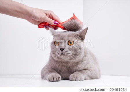 The girl combs the hair of a british shorthair cat 90461984