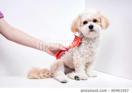 The girl combs the hair of a domestic pet puppy breed Maltipoo The girl combs the hair of a domestic pet puppy breed Maltipoo 90461987
