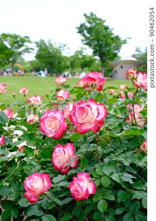 Rose of the park 90462054