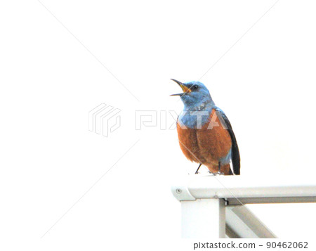 藍畫眉全身圖 90462062