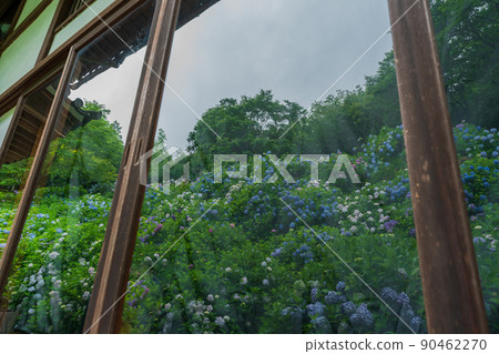 Photographing hydrangea at Kannonji Temple in Fukuchiyama City, Kyoto Prefecture 90462270