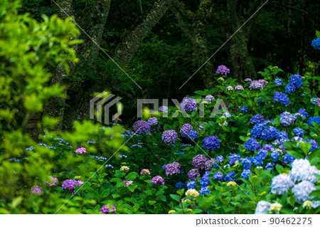 在京都府福知山市觀音寺拍攝繡球花 90462275