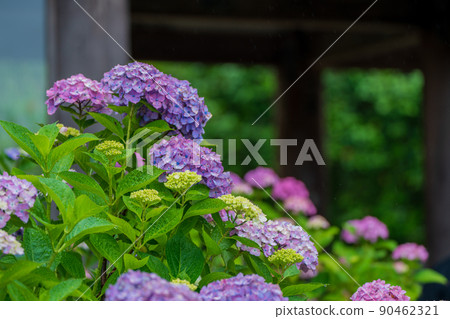 Photographing hydrangea at Kannonji Temple in Fukuchiyama City, Kyoto Prefecture 90462321